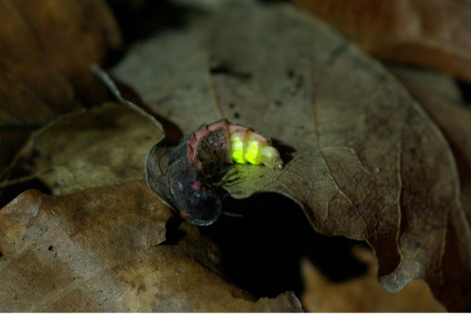 Lichtvervuiling doet de glimworm uitdoven