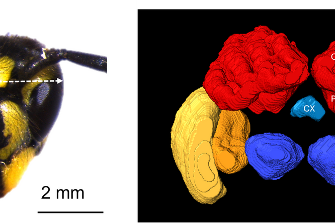 Hoe ouder, hoe wijzer? Jonge en oude wespen denken anders en dat zie je zelfs in hun hersenen!