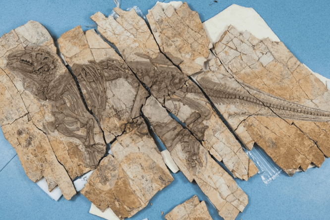 Skelet van nieuwe soort Iguanodon bevestigt stekelig uiterlijk