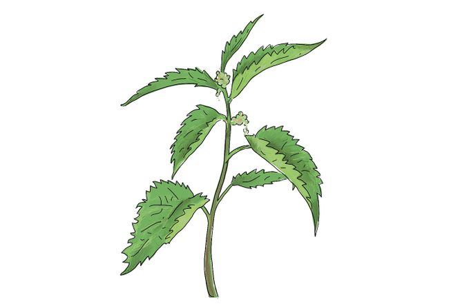 De schurk die prachtige vlinders het leven schenkt