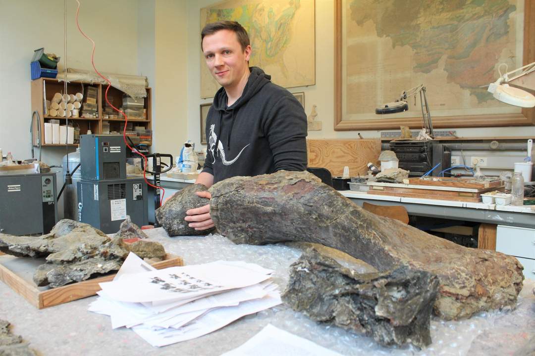 Paleontoloog Koen Stein bij de fossiele botten van Diplodocus Dan