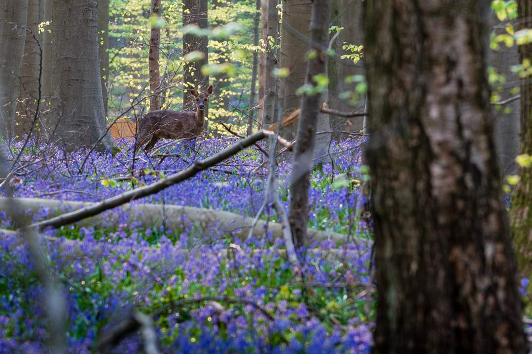 Het Nationaal Park Brabantse Wouden. Natuur om te koesteren