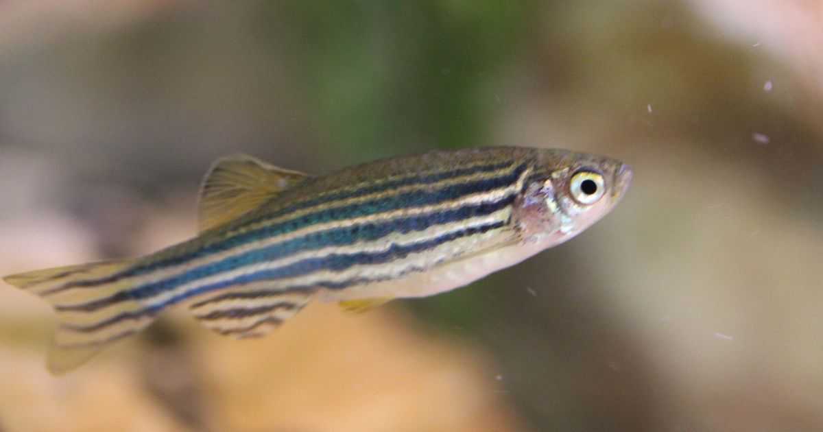 Oog van zebravis helpt menselijk zicht te begrijpen | EOS Wetenschap