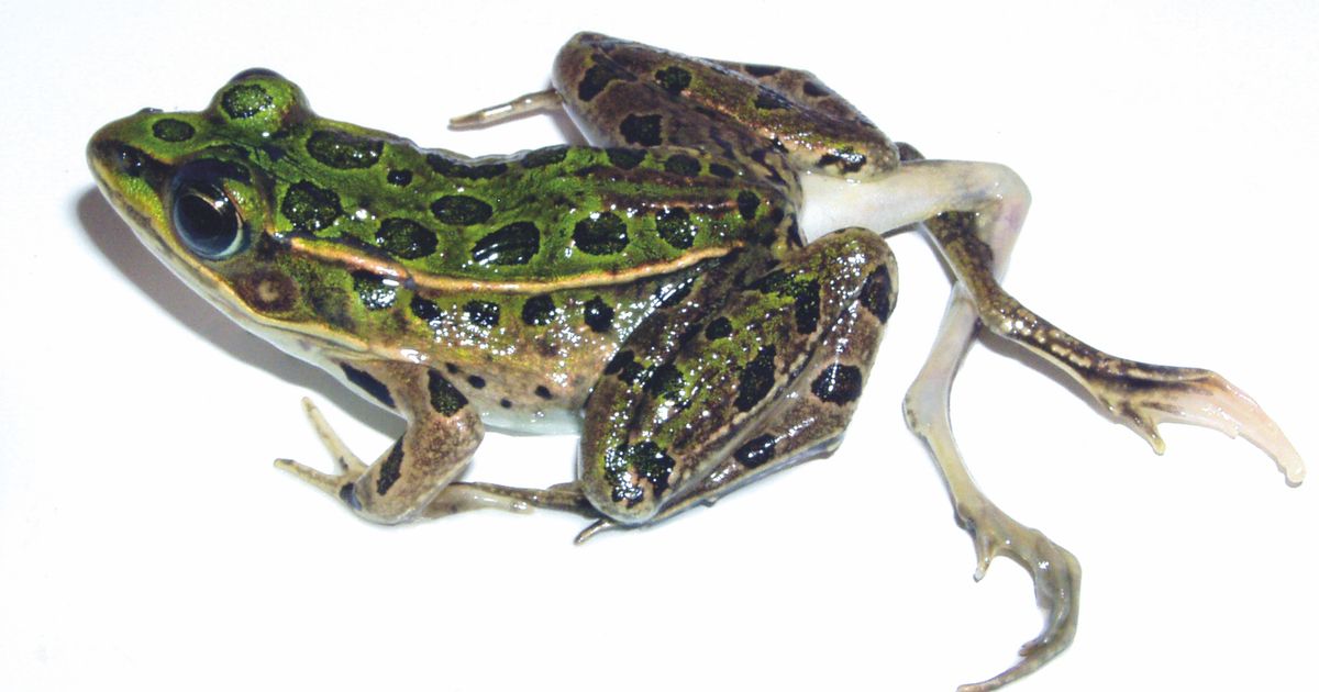 How did this frog get an extra pair of legs?