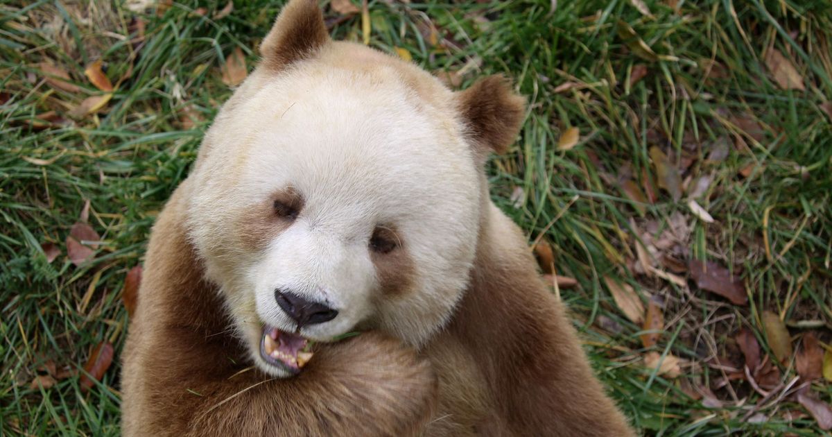 Why are some pandas brown?  New research solves the mystery