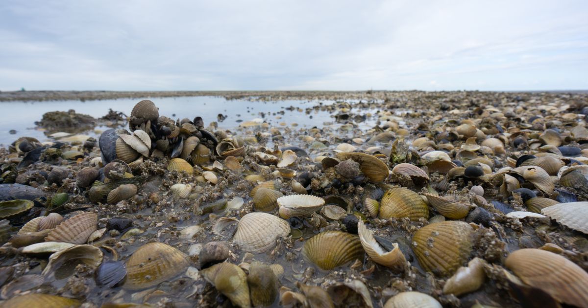 Fossil shells tell us that the climate warms more in summer than in winter
