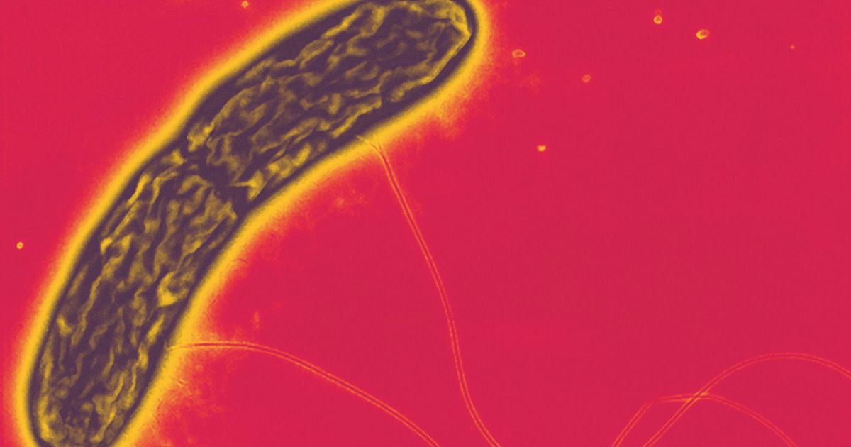 These bacteria are able to generate electricity