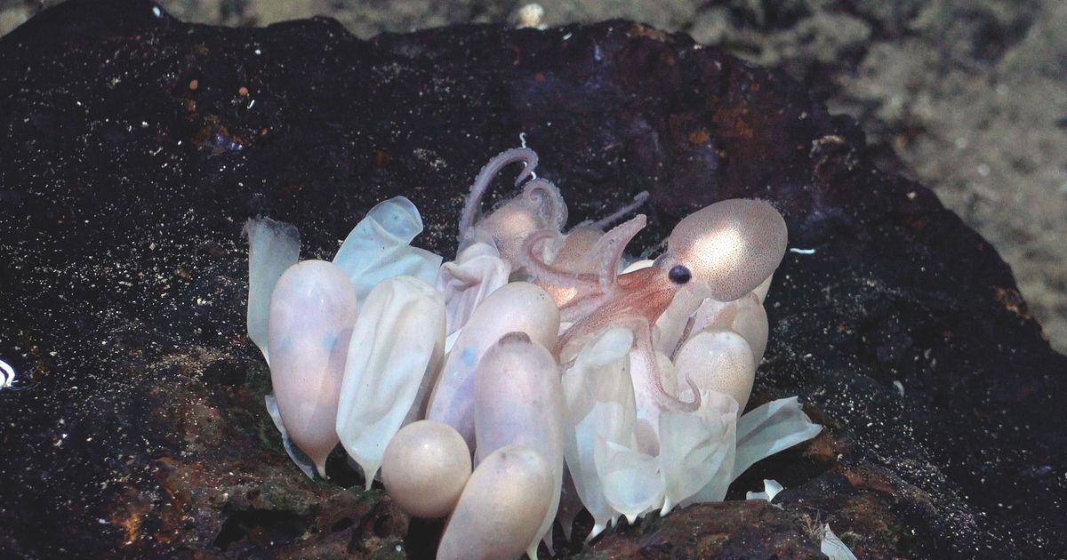 Dorado octopus born at a depth of 3000 metres
