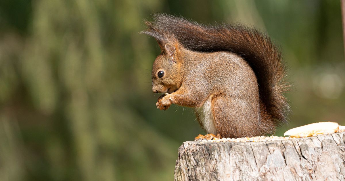 Red squirrels caused leprosy among the medieval English