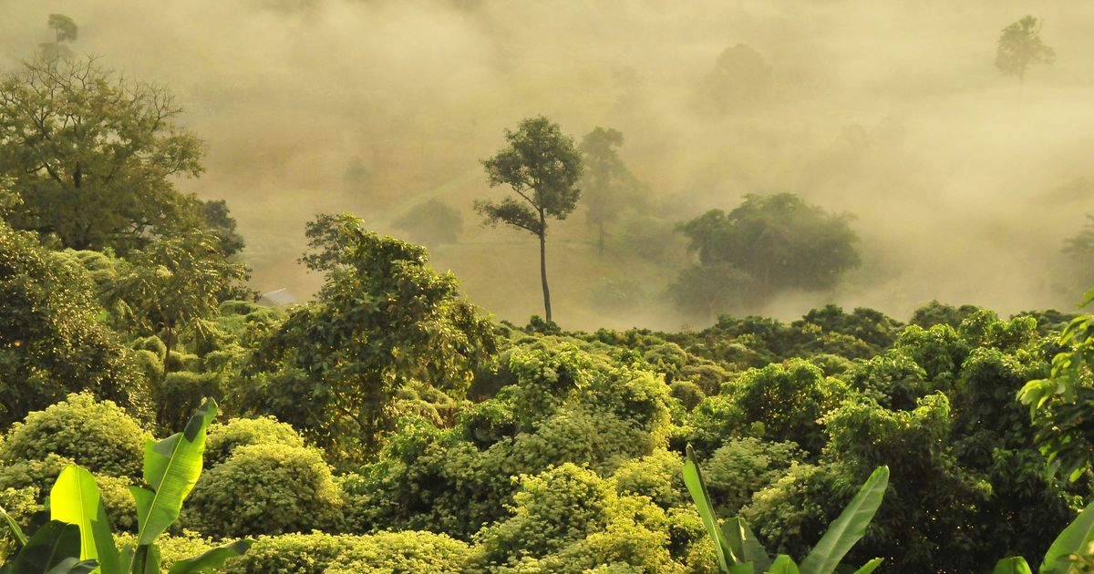 Are forests really essential for the oxygen we breathe?