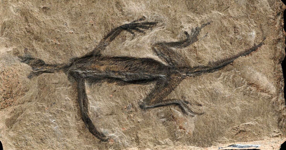 The early reptile fossil turns out to be largely fake