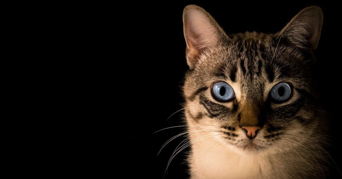 The sticky protein makes sprayed cat urine harder to smell
