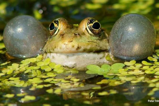 Kwaken, kakelen en knorren: dierengeluiden ontstonden in de nacht