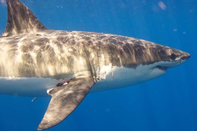 Docu Jaws @ 50: filmicoon met een dubbele erfenis