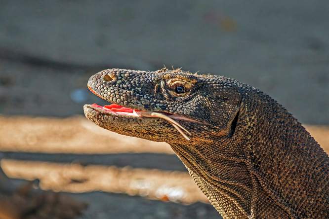 De komodovaraan heeft tanden als zwaarden