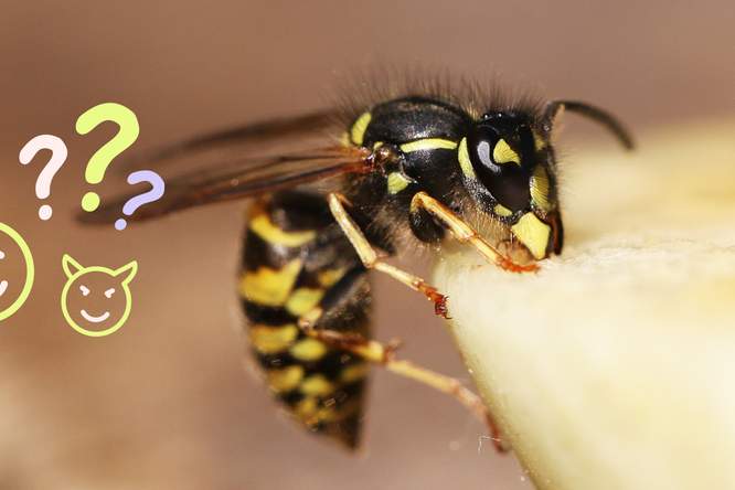 3 redenen waarom wespen niet zo irritant zijn als je denkt