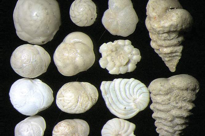 Golfstroom lijkt beter bestand tegen ijstijd dan tegen huidige opwarming