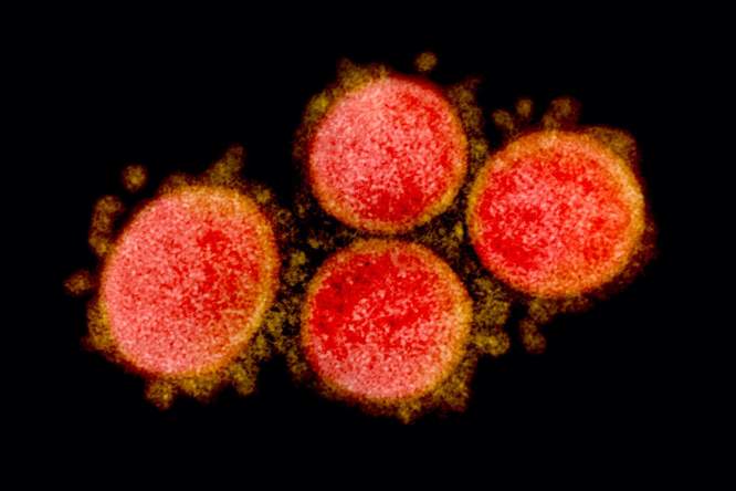 Nieuw inzicht in mechanisme achter ontstekingsreactie bij covid-19-infectie