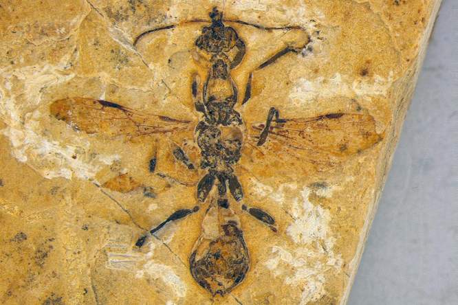 De dino-mier uit Brazilië 