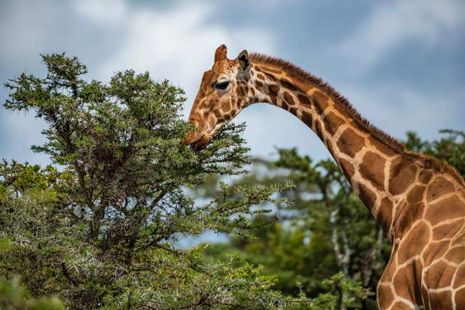 De Cowboy van Samburu: waarom bioloog en ‘giraffenbeschermer’ Julian Fennessy onder vuur ligt