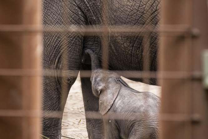 De dierentuin vergrijst: ‘Soms moeten dierentuinen gezonde dieren doden’