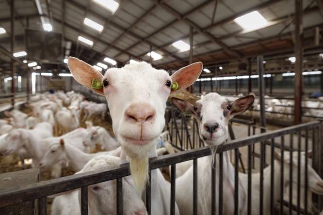 In de buurt wonen van een geitenboerderij vergroot de kans op een longontsteking