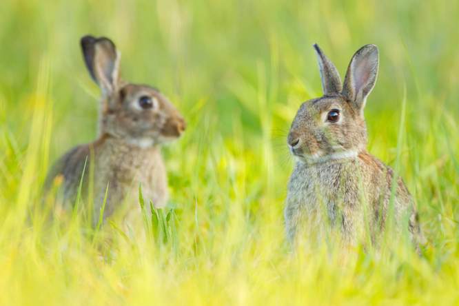Natuurbeheerders staan voor dilemma’s: ‘Het onderscheid tussen inheems en exoot is artificieel’