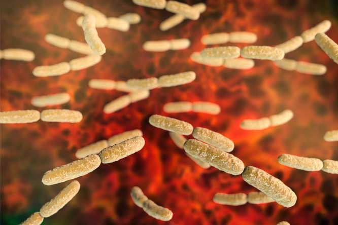 Deze bacterie beschermt je vagina tegen schimmelinfecties en de tamponziekte