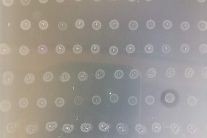 Produceren vriendelijke virussen nieuwe antibiotica?