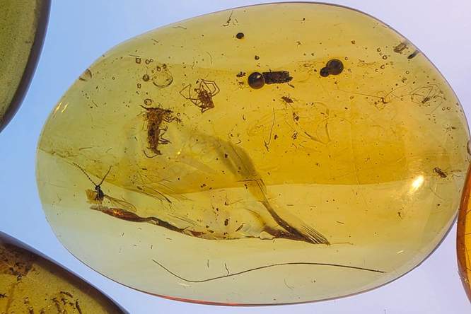 Toeval of niet? Mieren samen met wormen, wespen en mijten aangetroffen in barnsteen