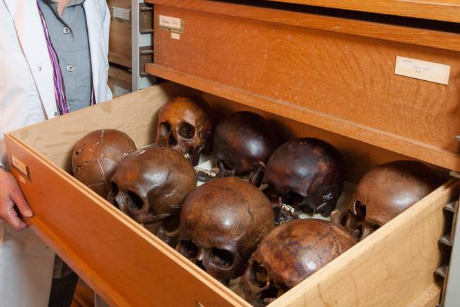Kunnen menselijke resten uit musea terug naar land van herkomst?