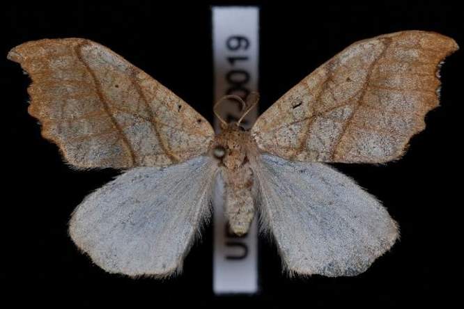 Rillende rups bakent haar territorium af  