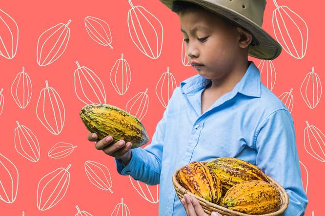 Is cacao ouder dan de mens?