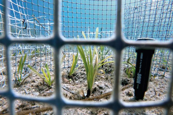 Superplant onder druk