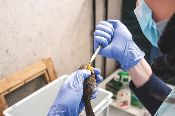 Vlaam­se die­ren­wel­zijns­prijs voor scrip­tie over vogels die tegen ramen vliegen