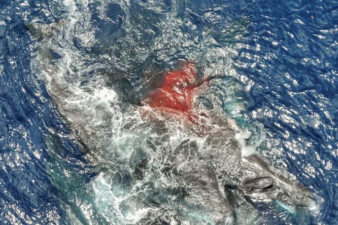 Potvissen helpen elkaar bij een geboorte 