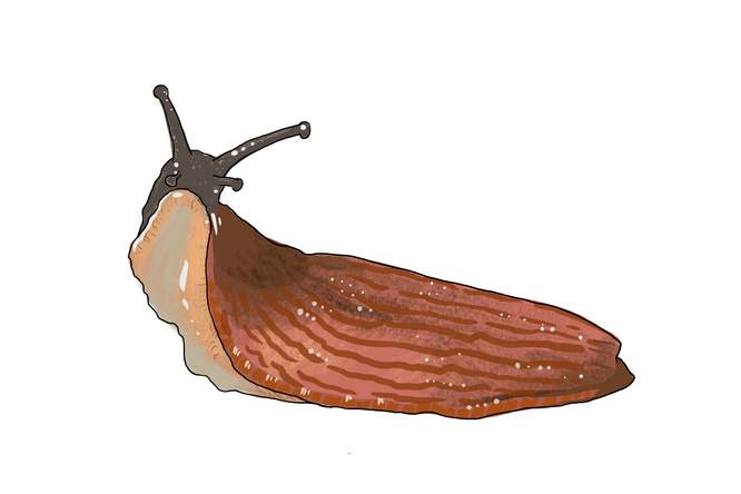 Naaktslakken dichten de orgasmekloof