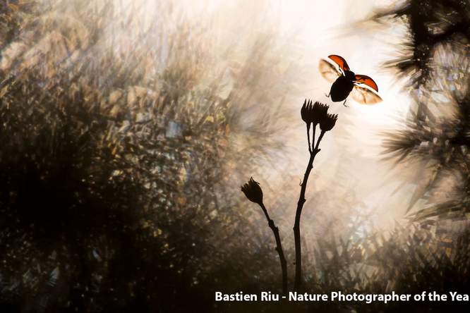 Word jij Nature Photographer Of The Year 2019?
