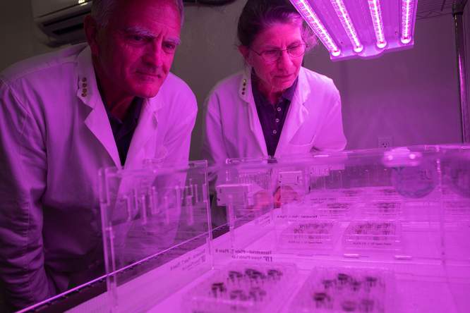 Wetenschappers kweken voor het eerst planten in maanaarde