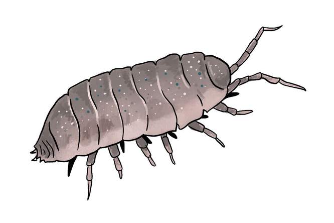 Smakelijke survivaltip: pissebed op grootmoeders wijze