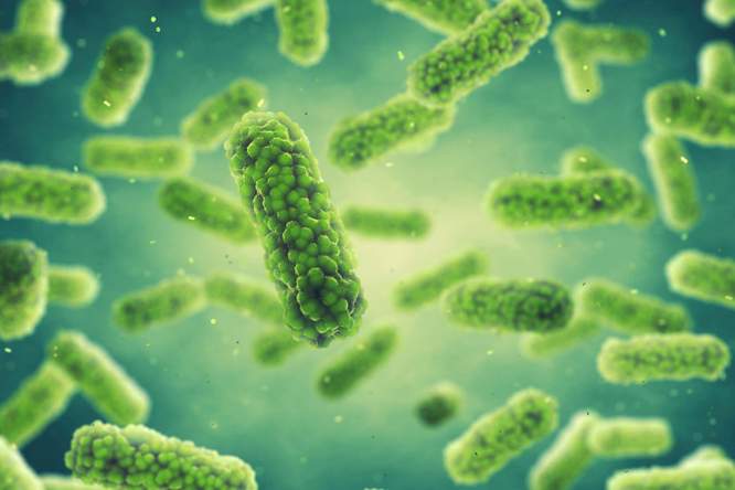 Salmonella lift mee met immuuncellen