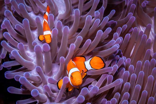 Waar is Nemo? Clownvissen krimpen