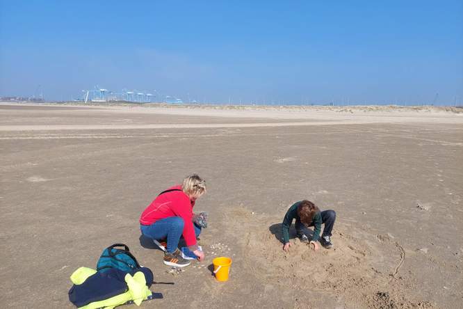 3800 burgerwetenschappers telden bijna 190.000 schelpen: ‘Leerrijk en een bijdrage aan de wetenschap’
