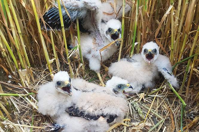 Podcast: een dialoog tussen natuurbeschermers en landbouwers