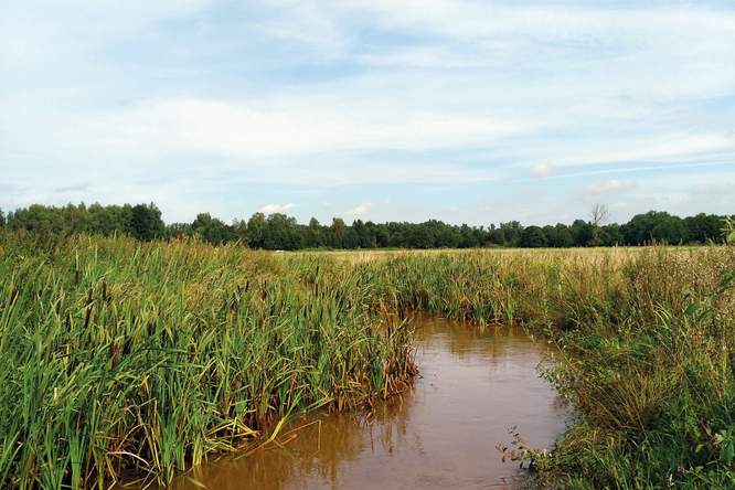 Zonder bochten geen beek: hermeandering moet waterlopen weer gezond maken