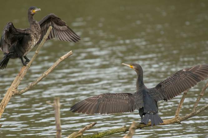 Zeevogels volgen elkaar tijdens het vissen