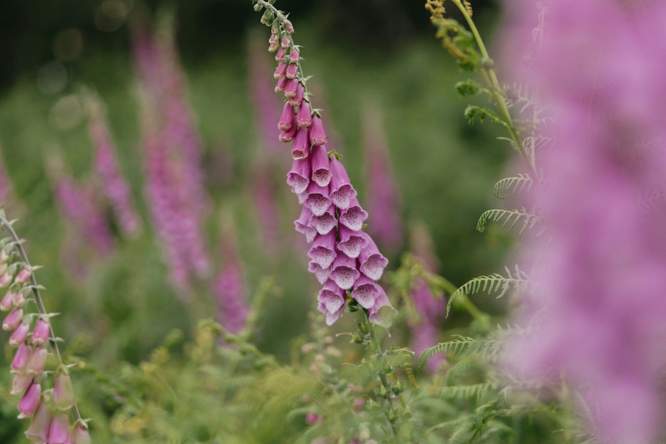 Vijf giftige planten die misschien gewoon in je tuin groeien