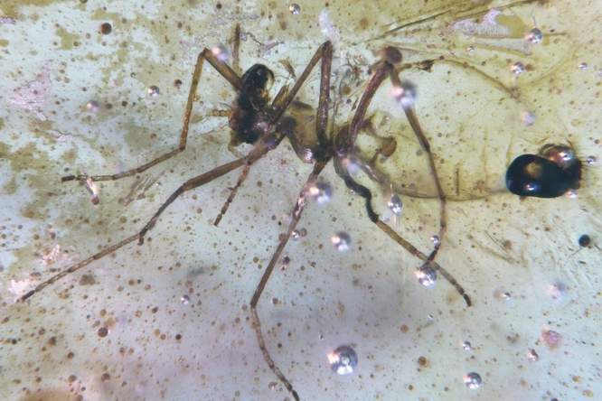 Barnsteen bevat hele insectenzoo uit Gondwanaland