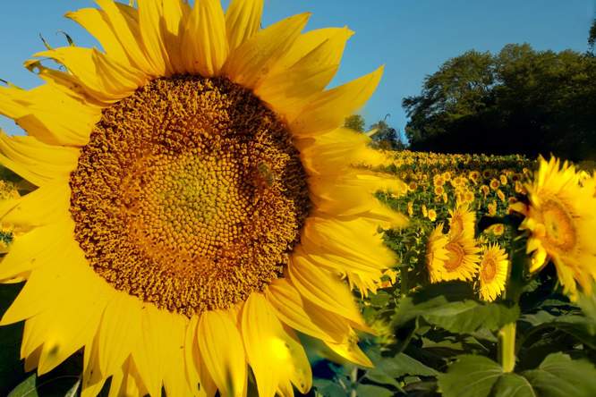 Waarom is de natuur zo symmetrisch?