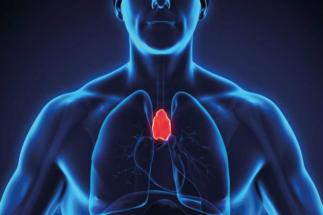 Dit ten onrechte vergeten orgaan is veel belangrijker dan gedacht